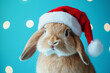 © Василь Тігай - Festive Bunny with Santa Hat
