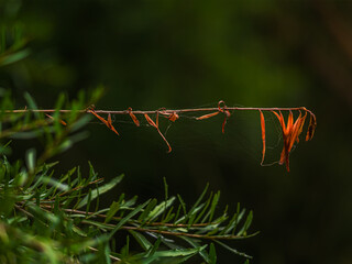 Sticker - Dry Leaved Branch Amongst Green