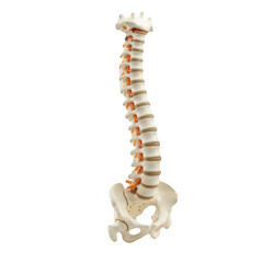 Anatomical model of human spine with pelvis medical education studio setting detailed structure educational purpose