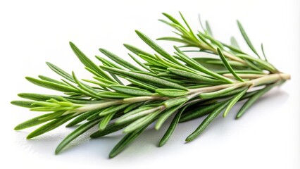 Wall Mural - Close-up of fresh rosemary sprig on white background, recipe, foodie,  recipe, foodie, foliage, herb, fragrant, branch, herbs, garden