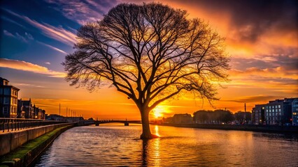 Wall Mural - Dublin Bachelors Walk Silhouette: Dramatic Black Tree Against River Liffey Sunset