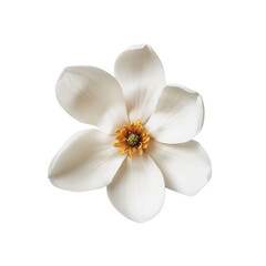 Sticker - Delicate White Magnolia Flower with Yellow Center on a Clean Background