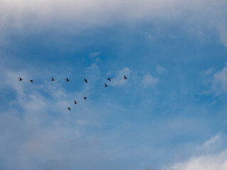 Wall Mural - flock of birds flying in v shape formation in a blue beautiful sky. abstract travel and emigration c