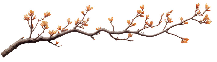 Branch of Hope: Delicate buds unfurl on a graceful, slender branch, promising the arrival of spring. A symbol of renewal, growth, and the beauty of new beginnings. 