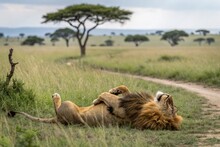 眠れる獅子 無料画像 - Public Domain Pictures