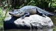 © Renuom - Alligator sun bathing beside swamp in a zoo, opened mouth, view side of body. Close up alligator on big rock, dark shadow cover water. Space for text in image.