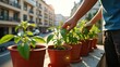© yarku20 - A person tending to young plants in terracotta pots on a balcony. The warm sunlight illuminates the vibrant green leaves, creating a peaceful and nurturing atmosphere.