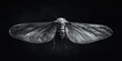 © Rasim - A striking black and grey image of a Cicada surrounded by a dark vignette. This Cicada photograph emphasizes the intricate details and texture of the Cicada in monochrome tones.