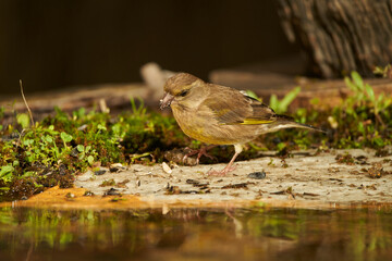 Wall Mural - verderón europeo o verderón común​ (Chloris chloris)​ en el estanque del bosque	
