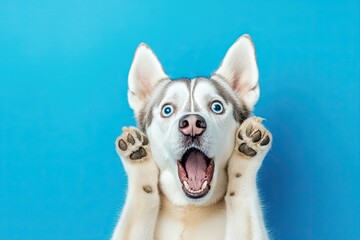 dog face. open mouth. Surprised shocked with paws on head on blue background. place for text.