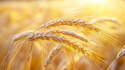 Wall Mural - Golden Wheat in Soft Natural Light