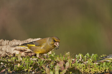 Wall Mural - verderón europeo o verderón común​ (Chloris chloris)​ en el estanque del bosque