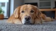 © Євген Луганський - Golden retriever relaxing on a cozy carpet