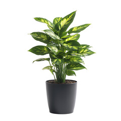 Wall Mural - house plant isolated on white background full depth of field