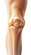 © Natthakan - Human knee joint anatomical illustration. transparent background