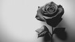 © CreativeIMGIdeas - A black rose is the main focus of the image. The rose is the only thing visible in the picture, and it is surrounded by a white background. The black color of the rose creates a sense of elegance