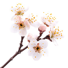 Wall Mural - Apricot blossom isolated on white background full depth of field 