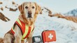 © kwanchanachai - Rescue Dog in Bright Safety Vest with First Aid Kit