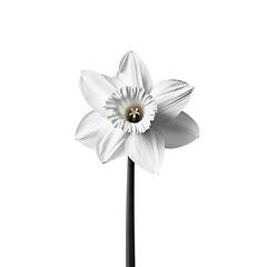 Wall Mural - daffodil isolated on white background full depth of field