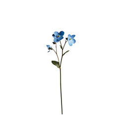 Forget-me-not isolated on white background full depth of field 