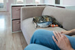 © DimaBerlin - Cat enjoying playtime with sitter in pet hotel to ensure maximum comfort. Cat rests on couch with fish toys, staff in playful game. Pet care, feline entertainment, animal comfort, cat hotel activity