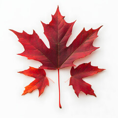 maple leaf in white background