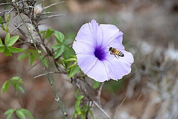 Wall Mural - Close up of violet Flower