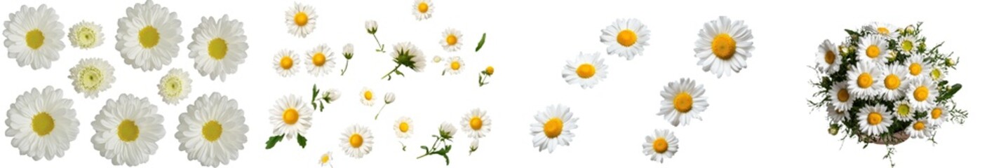 Poster - A pristine white daisy, marguerite, and chamomile, isolated on a white background with a clipping path. Full depth of field is achieved through focus stacking, resulting in a fully focused image. PNG