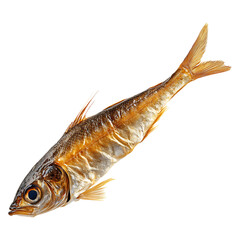 A Single Dried Rattail Fish isolated on transparent background
