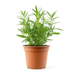 Wall Mural - A potted tarragon plant isolated on white background