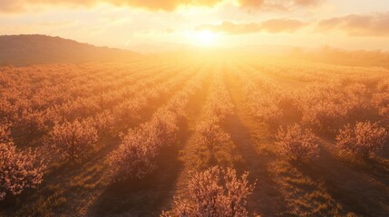 Wall Mural - Sunrise over blooming cherry blossom orchard with golden light illuminating rows of trees and scenic landscape.