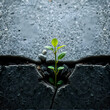 © Pam - Ecology concept and new life symbol as a seedling young plant overcoming a difficult environment growing through a crack in cement as a persistence and determination metaphor.