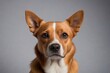 © haiqiang - there is a dog that is looking at the camera