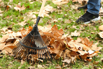 Wall Mural - Man gathering fallen leaves with fan rake outdoors, closeup