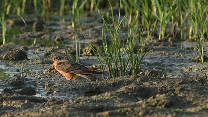 Canvas Print - Red-footed Falcon Falco vespertinus drinking water on a lake shore in Slow Motion.