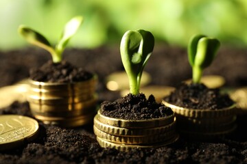 Wall Mural - Stacks of coins with green plants on soil against blurred background, closeup. Money growth concept