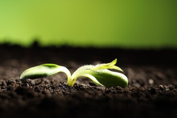 Wall Mural - Young sprout with green leaves growing in soil, closeup. Space for text