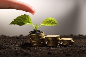 Wall Mural - Money growth concept. Woman dripping water onto coins and sprout in soil, closeup