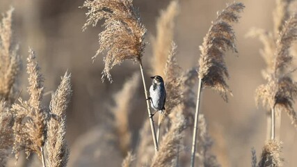 Poster - Bird Reed Bunting Songbird. Emberiza, Schoeniclus. Wildlife. A bird sits on a reed and looks around. Slow motion. Close-up.