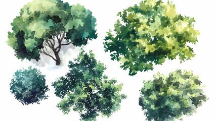 Wall Mural - Various green trees, bushes and shrubs, top view for landscape design plan. isolated watercolor illustration, png cutout. Pinnacle. Illustration