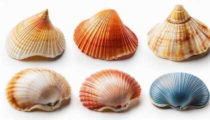 collection of seashells