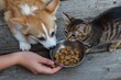 © Maxim Borbut - Close-up of the owner's hand as they pour dry food into bowls for the cat and dog in the kitchen. Idea of dry food for animals