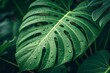 © Tekin - closeup tropical green leaf background. Flat lay, fresh wallpaper banner concept