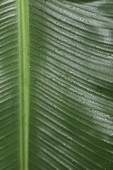 Wall Mural - fresh green banana tree leaf as background, top view