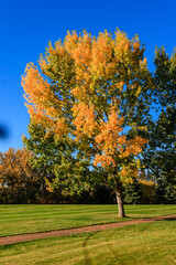 Wall Mural - A tree with leaves that are orange and yellow