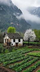 Wall Mural - A small house sits in a field of green vegetables