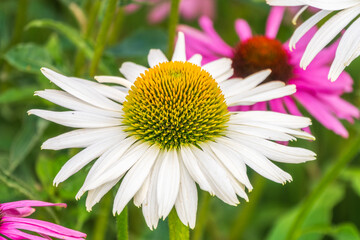 Wall Mural - Herbal Echinacea Flowers. Herbal Echinacea or Coneflower flowers in a garden.