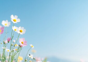 Wall Mural - Serene Summer Wildflowers Against Clear Blue Sky - Nature Panorama