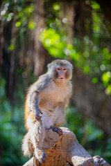 Wall Mural - 
The rhesus macaque (Macaca mulatta) is a medium-sized primate native to South, Central, and Southeast Asia. It has a brown or grey coat, a pink face, and a long tail.