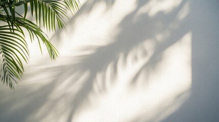 Poster - Soft afternoon sunlight highlights a tropical palm frond casting intricate shadows on a white stucco wall, creating an organic and tranquil atmosphere